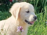 Chiot mâle Golden Retriever à vendre non LOF né mars 2026