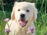 Chiot mâle Golden Retriever à vendre non LOF né mars 2026