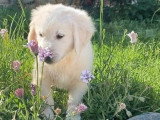 Chiot mâle Golden Retriever à vendre non LOF né mars 2026
