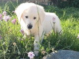Chiot mâle Golden Retriever à vendre non LOF né mars 2026