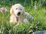 Chiot mâle Golden Retriever à vendre non LOF né mars 2026