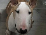 Femelle Bull Terrier disponible pour saillie