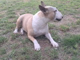 Femelle Bull Terrier disponible pour saillie