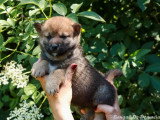 4 chiots Shiba Inu non LOF nés en avril 2026 à réserver