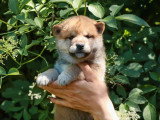 4 chiots Shiba Inu non LOF nés en avril 2026 à réserver