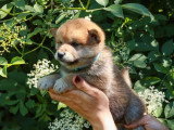 4 chiots Shiba Inu non LOF nés en avril 2026 à réserver