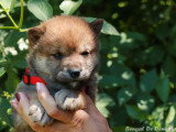 4 chiots Shiba Inu non LOF nés en avril 2026 à réserver