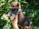 4 chiots Shiba Inu non LOF nés en avril 2026 à réserver