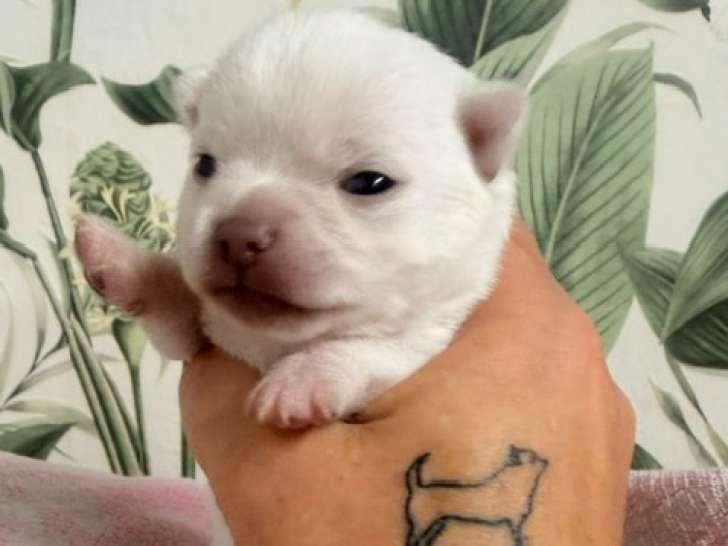 Chiots Chihuahua mâle et femelles à poil court à vendre