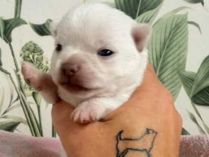 Chiots Chihuahua mâle et femelles à poil court à vendre