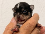 Chiots Chihuahua mâle et femelles à poil court à vendre