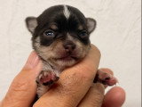 Chiots Chihuahua mâle et femelles à poil court à vendre