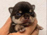 Chiots Chihuahua mâle et femelles à poil court à vendre