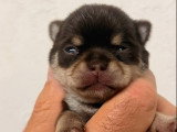 Chiots Chihuahua mâle et femelles à poil court à vendre