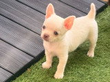Chiots Chihuahua mâle et femelles à poil court à vendre