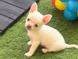 Chiots Chihuahua femelles à poil court à réservé