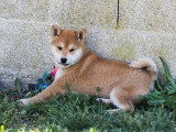 3 chiots Shiba Inu fauves LOF nés en février 2026 à vendre