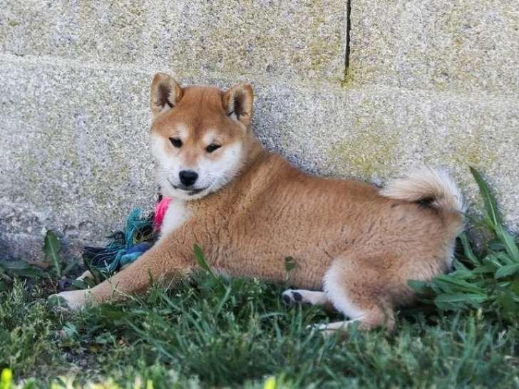 3 chiots Shiba Inu fauves LOF nés en février 2026 à vendre