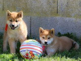 3 chiots Shiba Inu fauves LOF nés en février 2026 à vendre