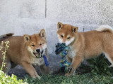 3 chiots Shiba Inu fauves LOF nés en février 2026 à vendre