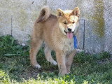 3 chiots Shiba Inu fauves LOF nés en février 2026 à vendre