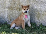 3 chiots Shiba Inu fauves LOF nés en février 2026 à vendre
