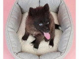 Chiot femelle Pomsky noir non LOF né en décembre 2025 à vendre