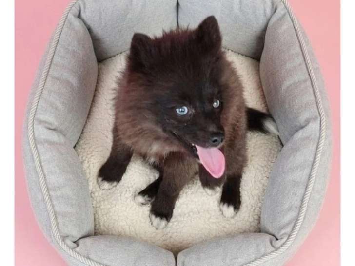 Chiot femelle Pomsky noir non LOF né en décembre 2025 à vendre