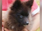 Chiot femelle Pomsky noir non LOF né en décembre 2025 à vendre