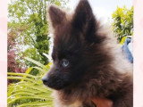 Chiot femelle Pomsky noir non LOF né en décembre 2025 à vendre