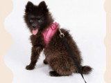 Chiot femelle Pomsky noir non LOF né en décembre 2025 à vendre