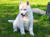 Cinq chiots Husky de Sibérie mâles gris LOF de février 2026 à vendre