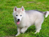 Cinq chiots Husky de Sibérie mâles gris LOF de février 2026 à vendre