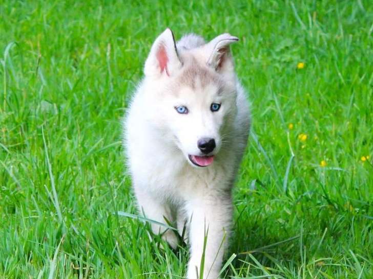 Cinq chiots Husky de Sibérie mâles gris LOF de février 2026 à vendre