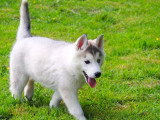 Cinq chiots Husky de Sibérie mâles gris LOF de février 2026 à vendre