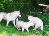 Cinq chiots Husky de Sibérie mâles gris LOF de février 2026 à vendre