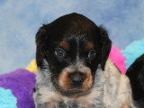 Portée 8 chiots Épagneul Breton tricolores non LOF à vendre