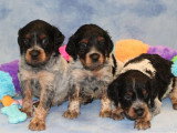 Portée 8 chiots Épagneul Breton tricolores non LOF à vendre