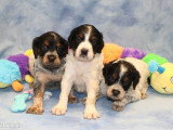 Portée 8 chiots Épagneul Breton tricolores non LOF à vendre