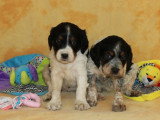 Portée 8 chiots Épagneul Breton tricolores non LOF à vendre