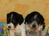 Portée 8 chiots Épagneul Breton tricolores non LOF à vendre
