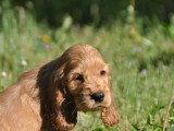 8 chiots Cocker Spaniel Anglais LOF nés en mai 2026 à réserver