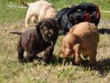 8 chiots Cocker Spaniel Anglais LOF nés en mai 2026 à réserver