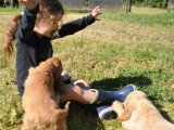 8 chiots Cocker Spaniel Anglais LOF nés en mai 2026 à réserver