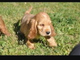 8 chiots Cocker Spaniel Anglais LOF nés en mai 2026 à réserver