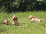 8 chiots Cocker Spaniel Anglais LOF nés en mai 2026 à réserver
