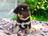 Chiots Carlin chocolat and tan à vendre