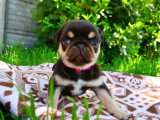 Chiots Carlin chocolat and tan à vendre