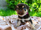 Chiots Carlin chocolat and tan à vendre