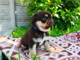 Chiots Carlin chocolat and tan à vendre